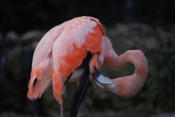 Preening Wallpaper