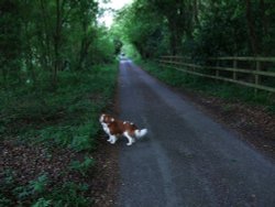 A lane near Henley on Thames, Oxfordshire