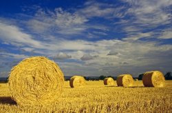 Harvested Wheat Rolls.