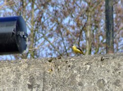 Grey wagtail....motocilla cineria Wallpaper