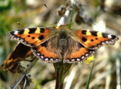 Small tortoiseshell butterfly....aglais urticae Wallpaper