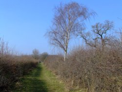 Silver Birch Wallpaper