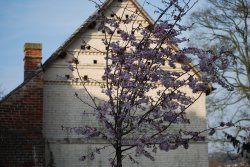 Blossom in March at Haden Hill Park Wallpaper