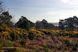 Arne Nature Reserve, in Dorset Wallpaper