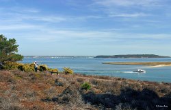 Arne Nature Reserve in Dorset Wallpaper