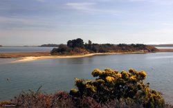 Arne Nature Reserve in Dorset Wallpaper