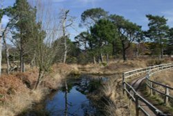 Arne Nature Reserve in Dorset Wallpaper