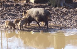 Bowland Wild Boar Park Wallpaper