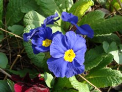 Pansies  in bloom