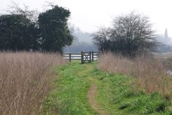 Cossington Meadows Wallpaper