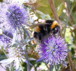 Bees in my garden Wallpaper