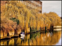 Weeping Willow on the River Wensum Wallpaper