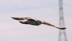 Common Gull. Wallpaper