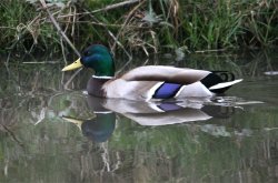 Mallard Drake.