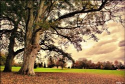 A tree in the park