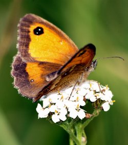 Butterfly and flowers.