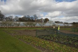 Greenhouse and Vegetable Garden Wallpaper