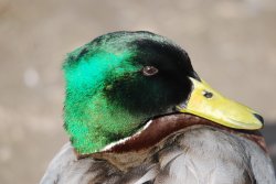 Mallard Duck Wallpaper