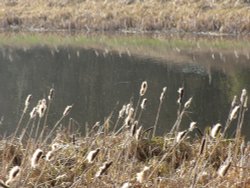 Reed Mace seeding Wallpaper