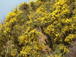 Gorse in Bloom. Wallpaper