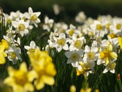 Daffodils on the village green, Thornborough, Bucks Wallpaper