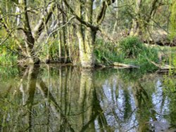 Cottingham pond