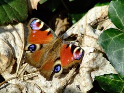 Peacock butterfly....inachis io Wallpaper