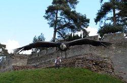 Vulture at Warwick Castle Wallpaper