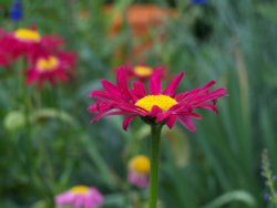 Red daisy at Hyde Hall Wallpaper