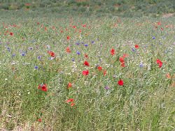 Wild flower meadow at Hyde Hall