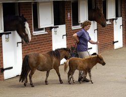 Miniature ponies. Mother and daughter.