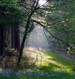 Woodland at Newmillerdam