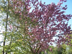 Blossom in the graveyard of St. Marys Church