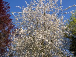 More pretty blossom by the Church of St. Marys Wallpaper