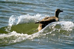 Mallard Female. Wallpaper