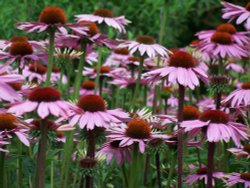 Echinacea at Hyde Hall Wallpaper