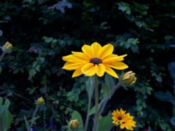 Rudbeckia at Hyde Hall Wallpaper