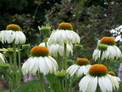 White Echinacea Wallpaper