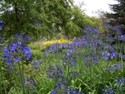 Agapanthus at Hyde Hall Wallpaper