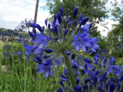 Agapanthus at Hyde Hall Gardens Wallpaper