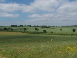 Looking across the meadow to the Essex countryside