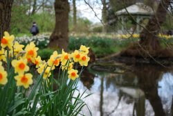 Golden daffodils Wallpaper