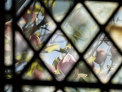 Magnolia through a Cloister window