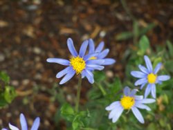 Blue daisy