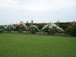 Roses at Hyde Hall