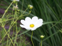 White Cosmos Wallpaper