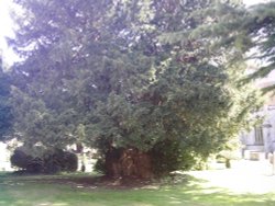 Second oldest tree in England