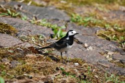 Pied Wagtail Wallpaper