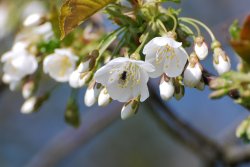 Spring blossom Wallpaper