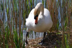 Nesting Swan Wallpaper